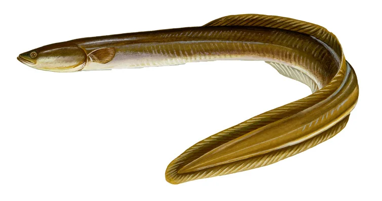 American Eel