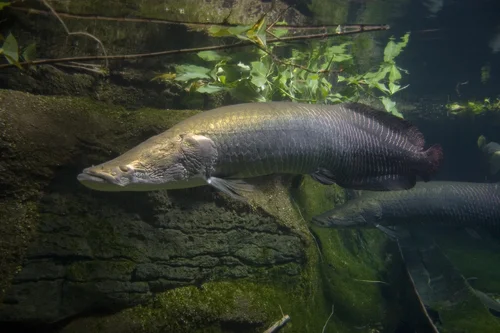 Arapaima