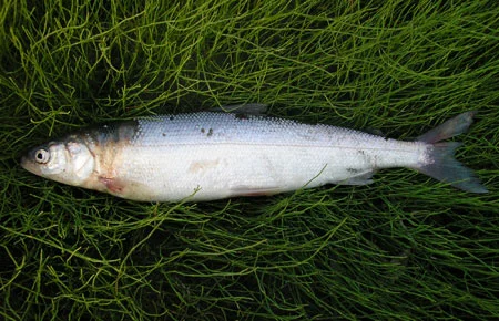 Arctic Cisco