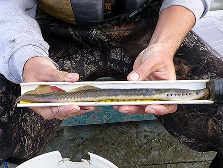 Arctic Lamprey
