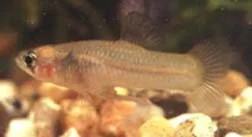 Big Bend Gambusia