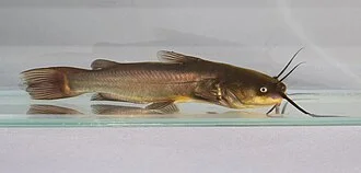 Black Bullhead