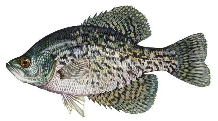 Black Crappie
