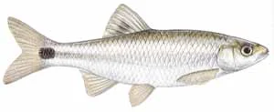 Blacktail Shiner