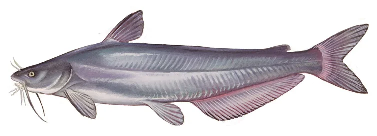 Blue Catfish