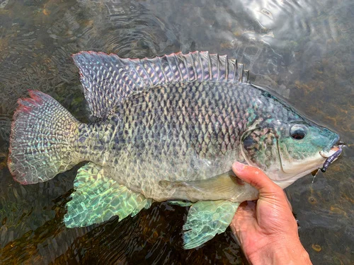 Blue Tilapia