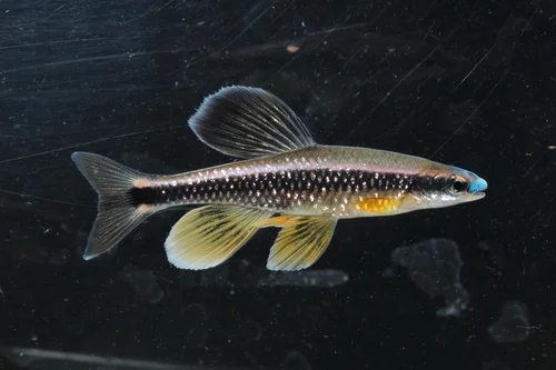 Bluenose shiner
