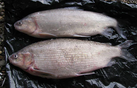 Broad Whitefish