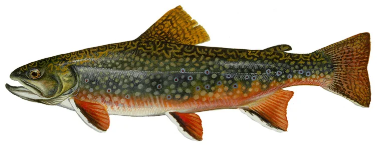 Brook Trout
