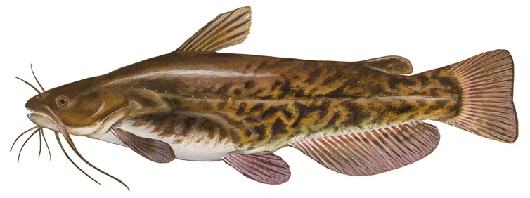 Brown Bullhead