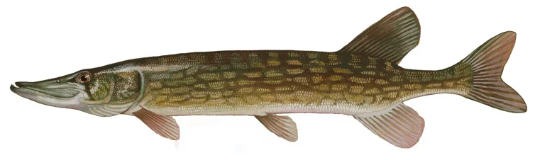 Chain Pickerel