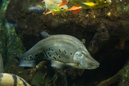 Clown Knifefish