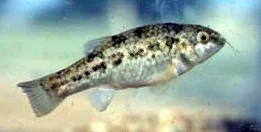 Comanche Springs Pupfish