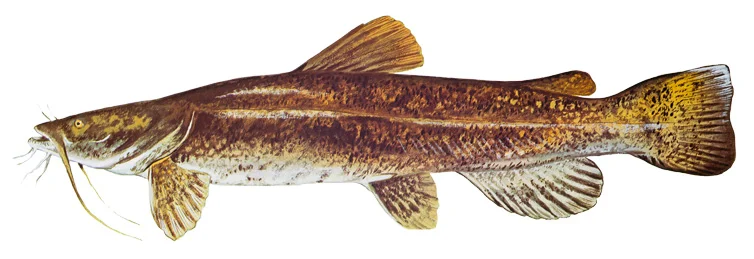 Flathead Catfish