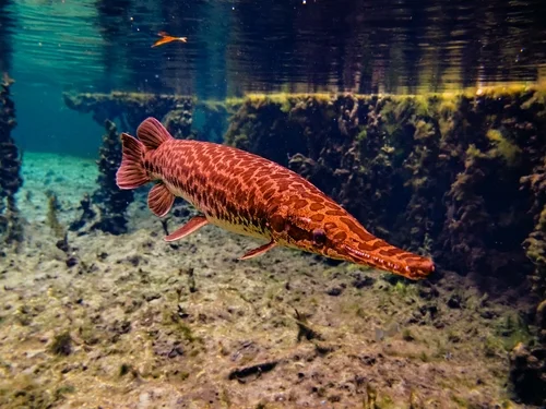 Florida Gar
