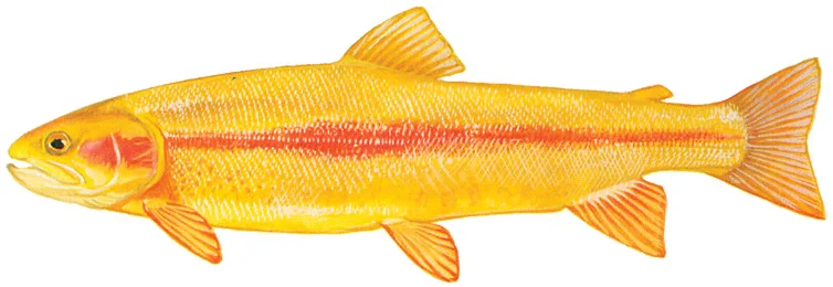 Golden Rainbow Trout