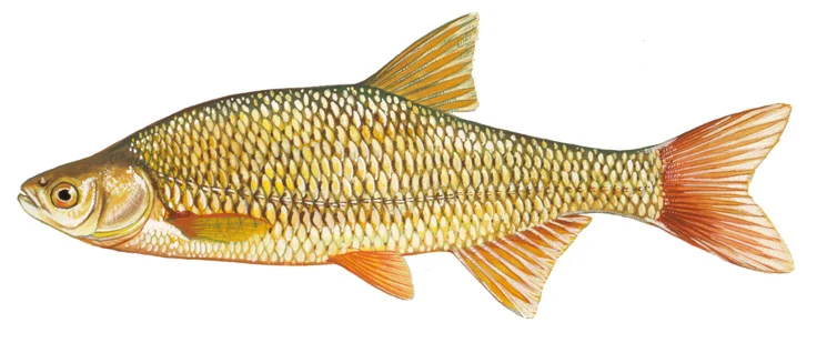 Golden Shiner