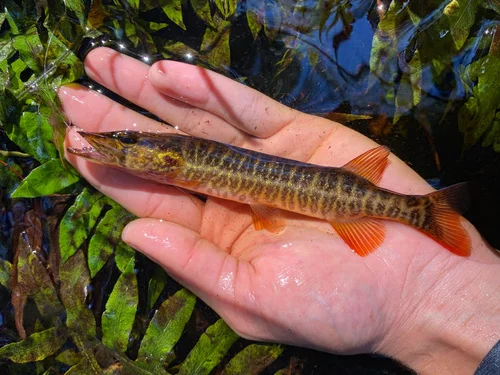 Grass Pickerel