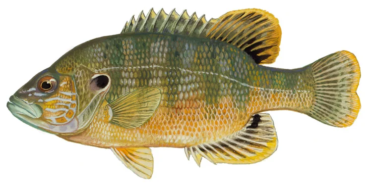 Green Sunfish