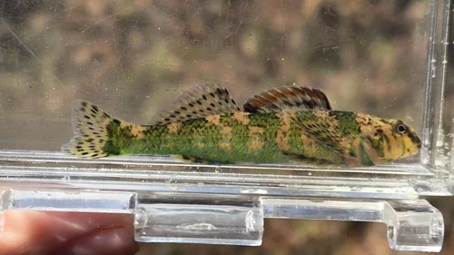 Harlequin Darter