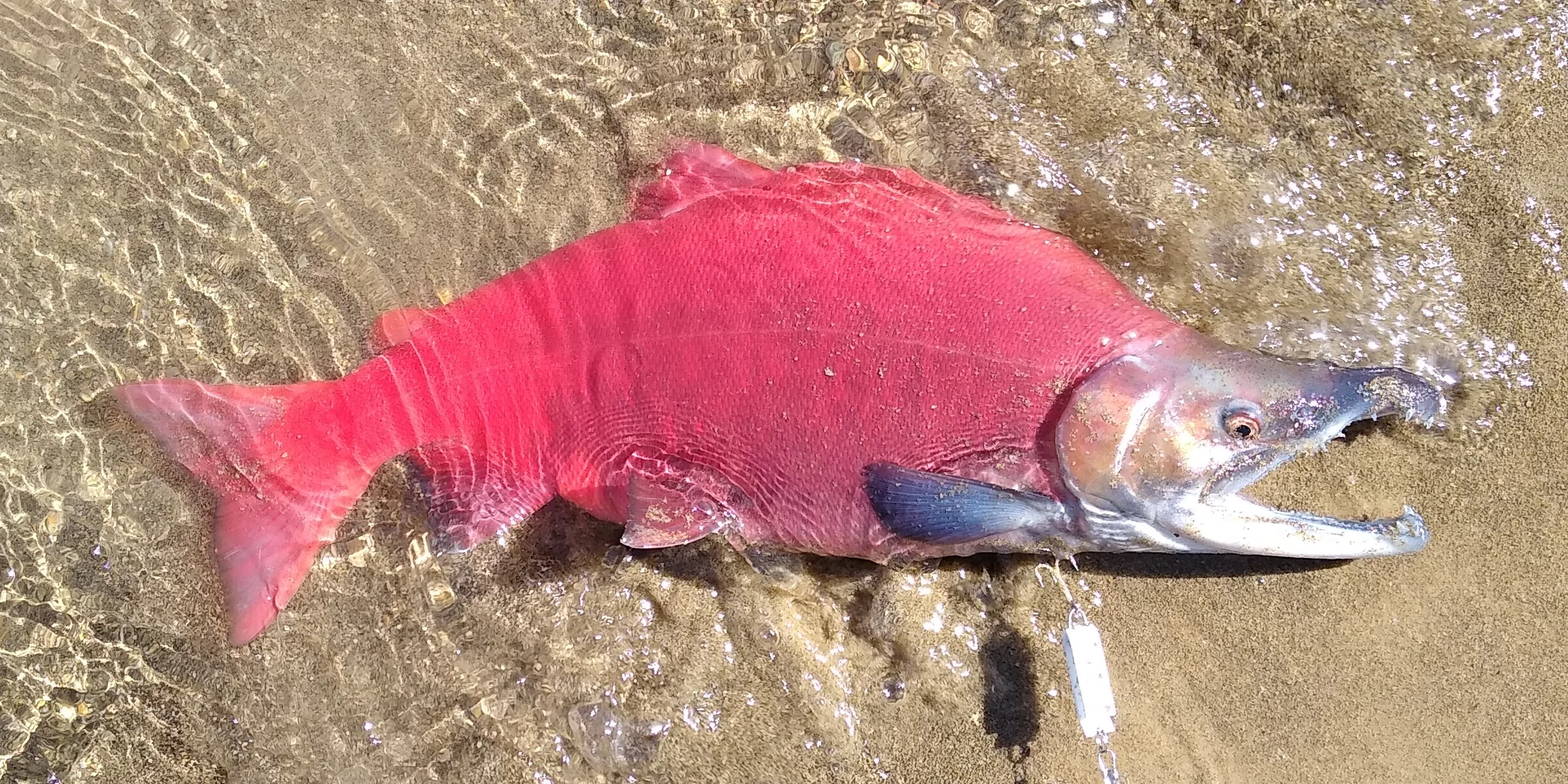 Kokanee Salmon