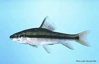 Lake Chubsucker