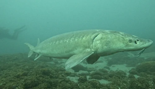 Lake Sturgeon