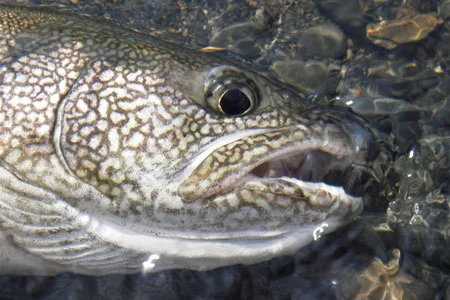 Lake Trout