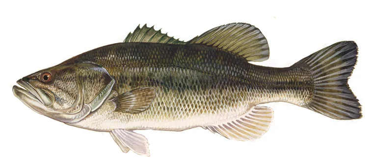 Largemouth Bass