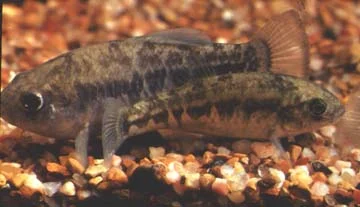 Leon Springs Pupfish
