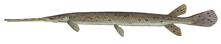 Longnose gar