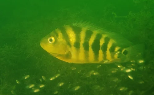 Midas Cichlid