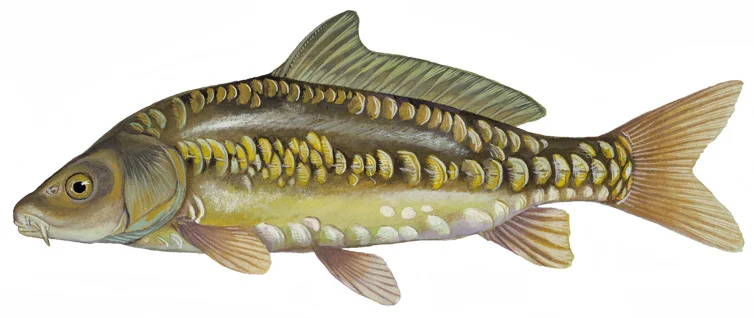 Mirror Carp