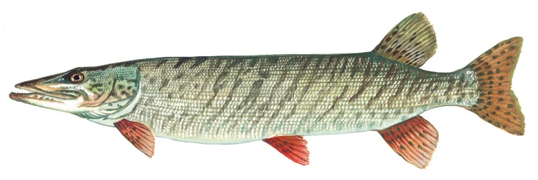 Muskellunge