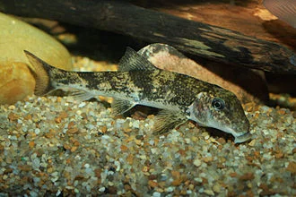 Northern Hog Sucker