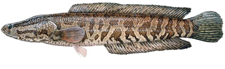 Northern Snakehead