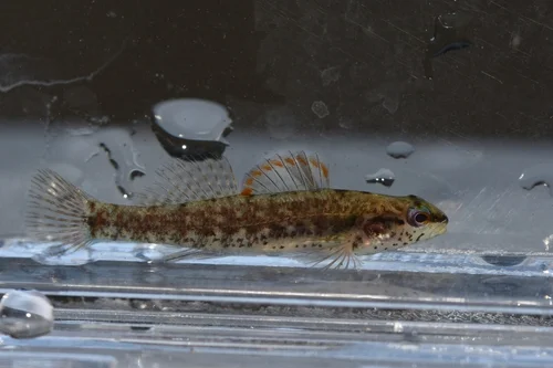Okaloosa darter