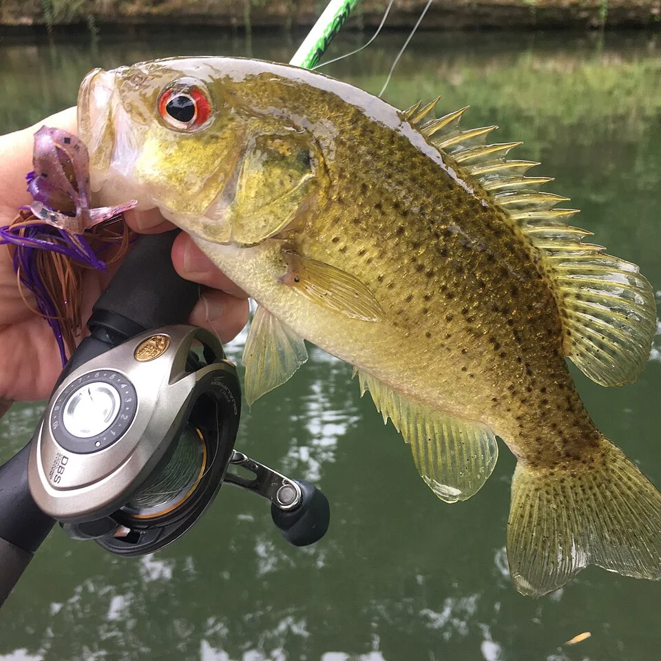 Ozark Bass