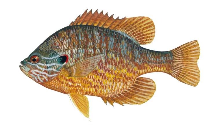 Pumpkinseed