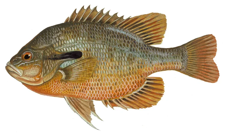 Redbreast sunfish