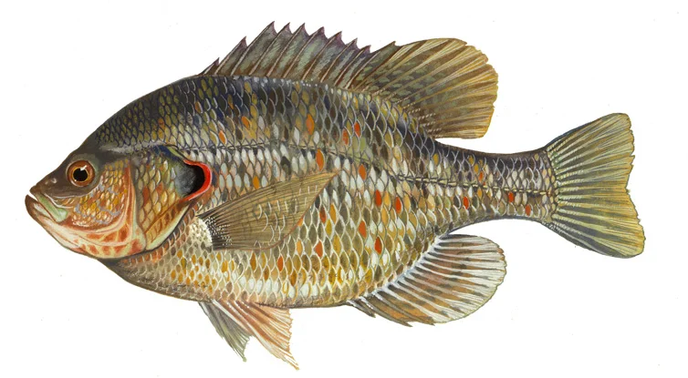 Redear Sunfish