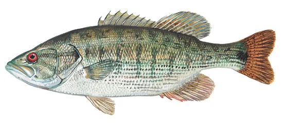 Redeye Bass