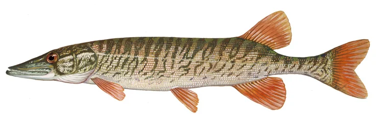 Redfin pickerel