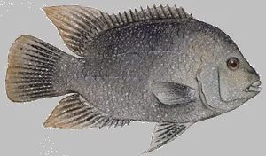 Rio Grande Cichlid