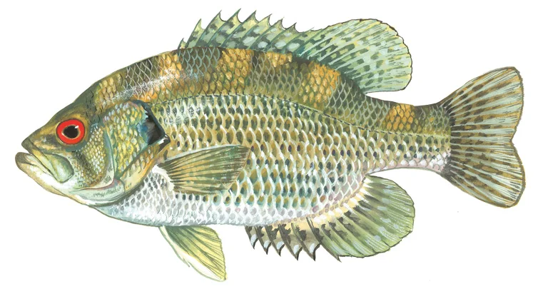 Rock Bass