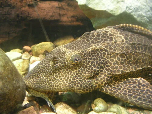 Sailfin Catfish
