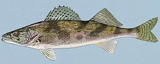 Sauger