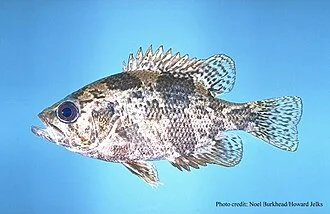 Shadow Bass