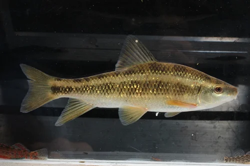 Sharpfin Chubsucker