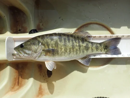Shoal Bass
